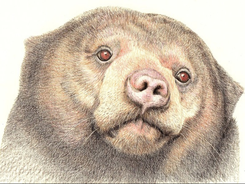 Arts and Crafts Workshops at Nature in Art