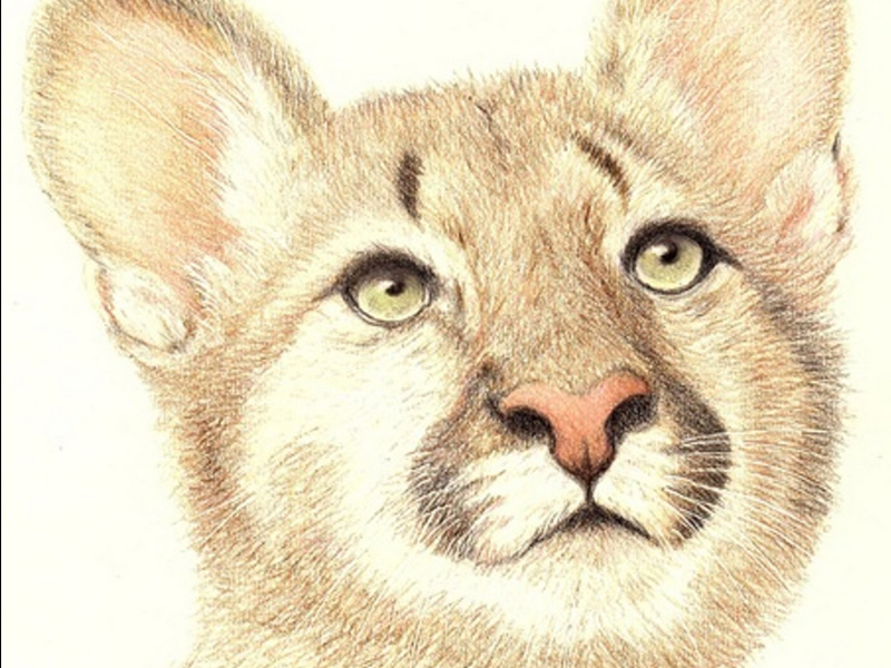 Arts and Crafts Workshops at Nature in Art