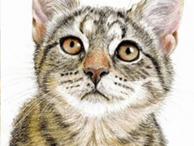 Arts and Crafts Workshops at Nature in Art