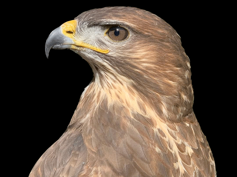 INSIDE: RAPTORS Experience at Cotswold Falconry Centre