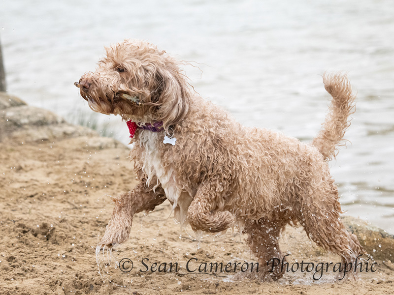Dog Swim at Cotswold Country Park & Beach