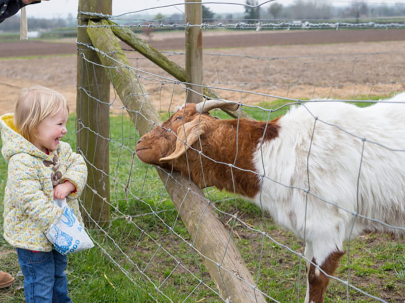 Weekends at Over Farm's Countryside Adventure