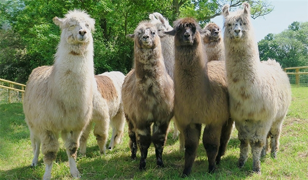 Llama Trekking with Briery Hill Llamas near Newent