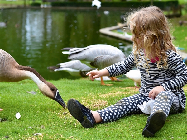 Prinknash Bird & Deer Park located near Cranham just outside Gloucester in the Cotswolds