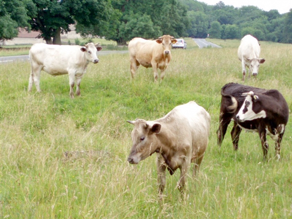 Photo: Sharon Loxton / Cows on Selsley Common