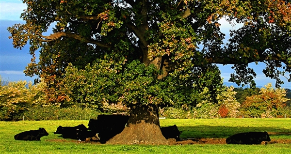 Frocester Fayre Farm Shop