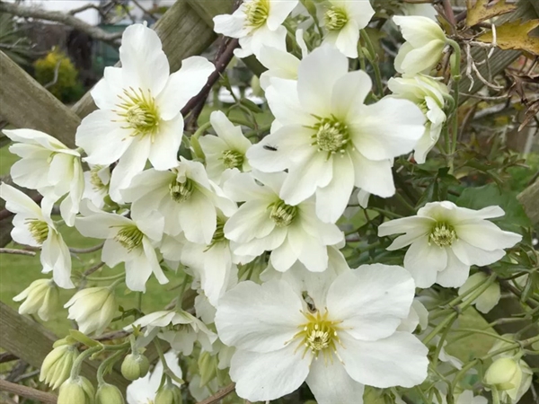 Clematis House on Gloucester Road in Cheltenham is ideally situated to explore Gloucestershire