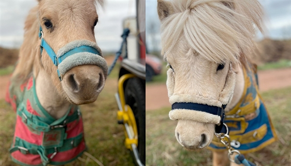 Pony Party Experiences in Cheltenham and the Cotswolds