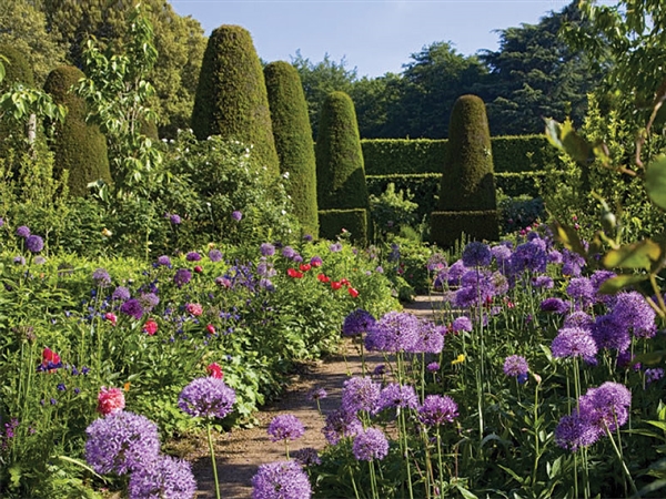 Stunning aliums at Hidcote Manor Garden in the Cotswolds