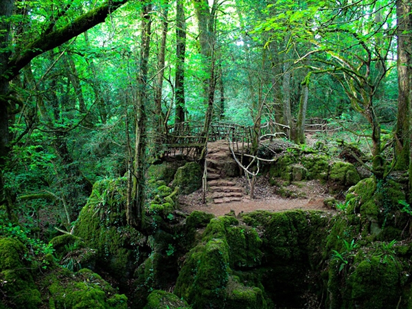 Puzzlewood by Gemma Osbourne