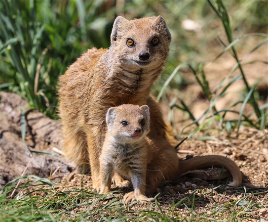 Yellow Mongoose pup at Cotswold Wildlife Park