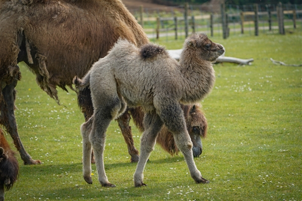 Great Grey Owl chick at Cotswold Wildlife Park
