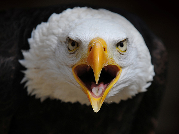 Birds of prey at Cotswold Falconry Centre