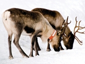 Meet the Reindeer