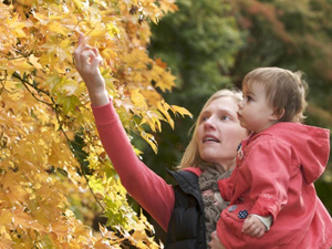 Autumn at Westonbirt Arboretum