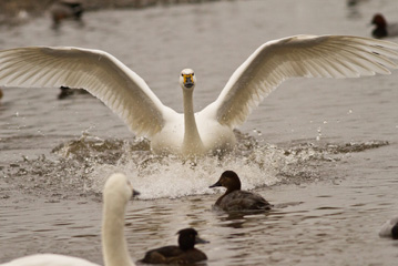 Latest News from WWT Slimbridge