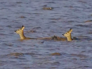 WWT Latest News and video from Slimbridge