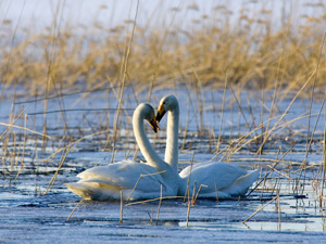 Half Term Activites for Valentines Day in Gloucestershire