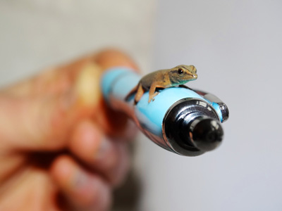 Annual animal stocktake at Cotswold Wildlife Park