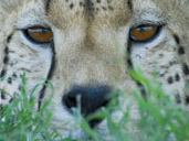 Nature in Art events 2008