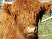 Dick Whittington Farm Park in the Forest of Dean