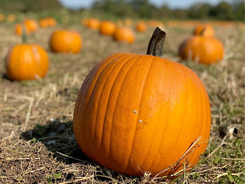 Halloween at Over Farm