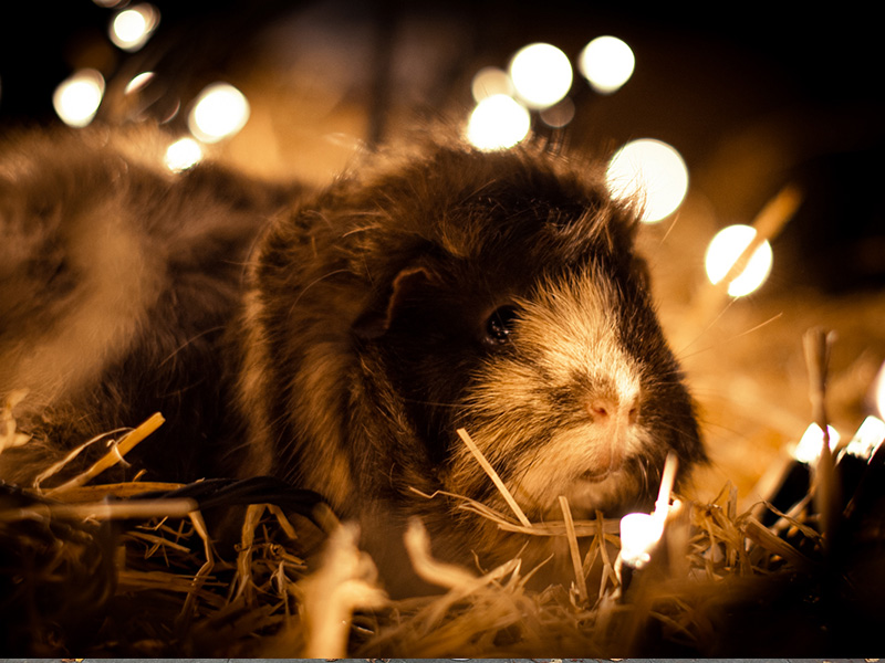 Christmas at Cotswold Farm Park