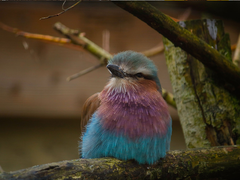 Birdland & Jurassic Journey