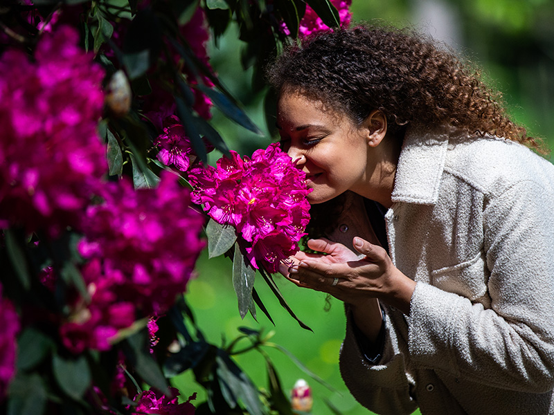 Spring at Westonbirt Arboretum
