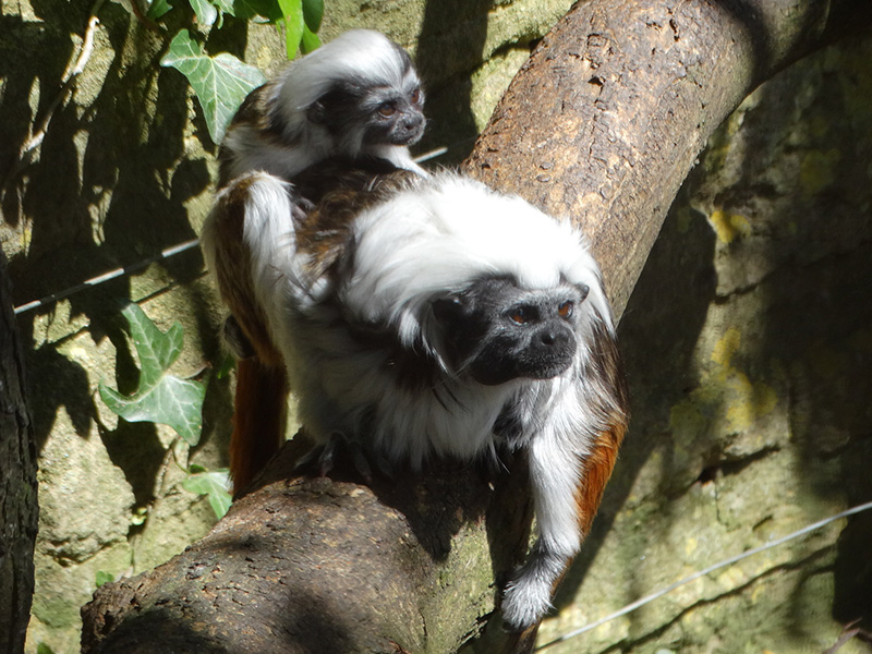Cotswold Wildlife Park