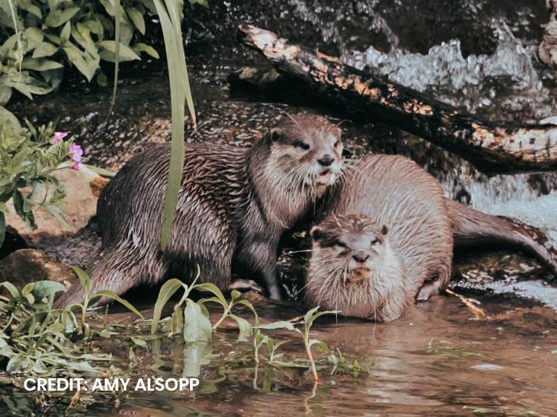 Otters at WWT Slimbridge
