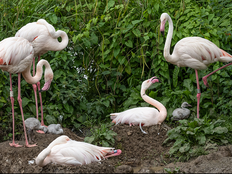 Birdland Park & Gardens