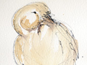 Events at WWT Slimbridge