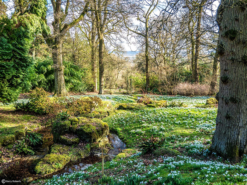 Snowdrops at Batsford Arboretum in the Cotswolds