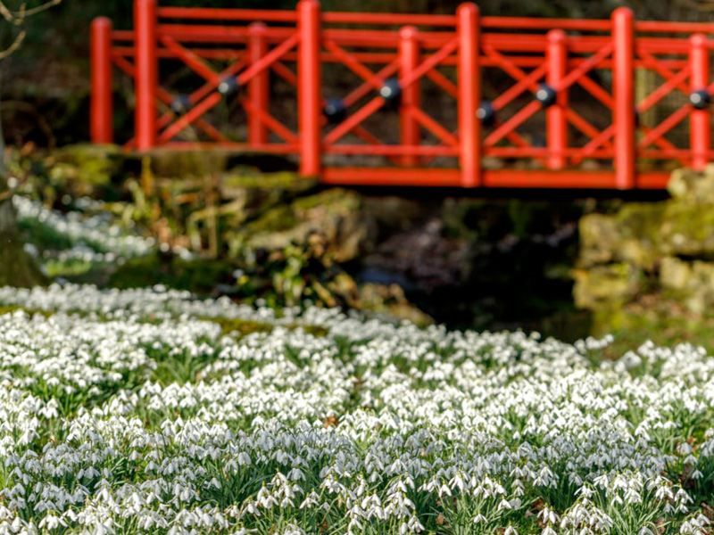 Snowdrops at Batsford Arboretum in the Cotswolds