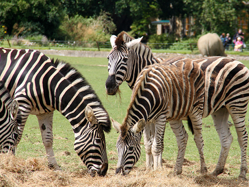 Cotswold Wildlife Park
