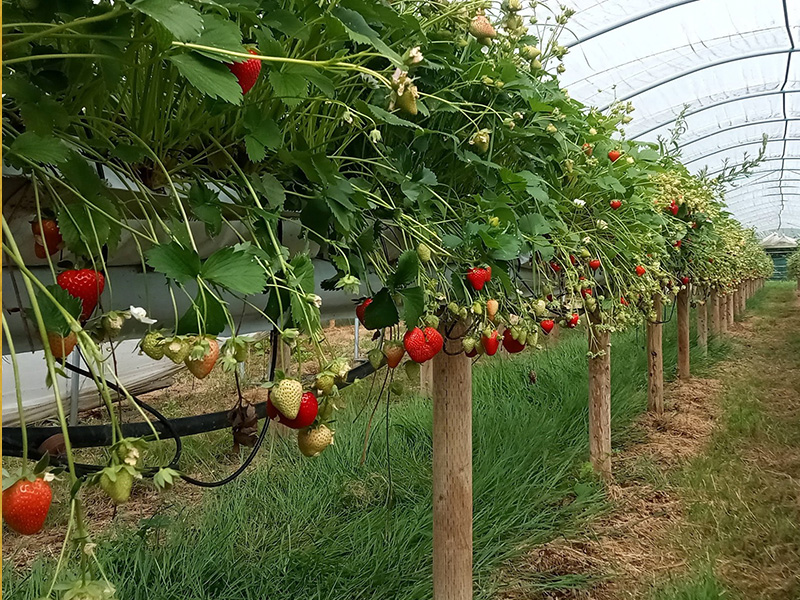 PYO Strawberries at Primrose Vale