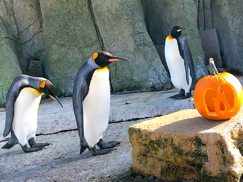 Birdland October Half Term