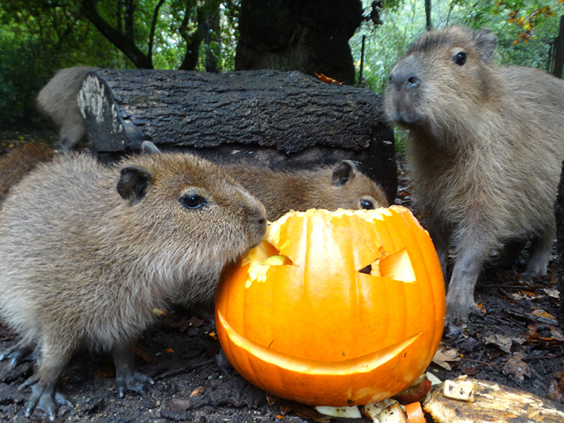 New Autumn Arrivals Celebrate First Halloween at Cotswold Wildlife Park