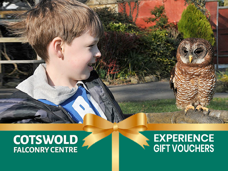 Cotswold Falconry Centre Experiences