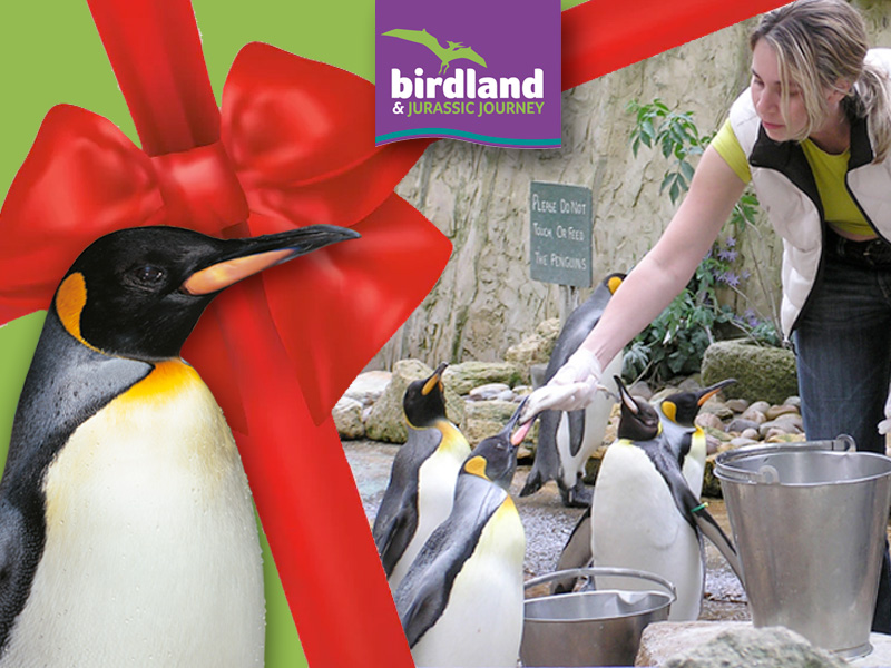 Unique Christmas Gifts in Gloucestershire – Penguin Feeding Experience at Birdland