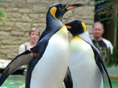 Save money at Birdland Park & Gardens