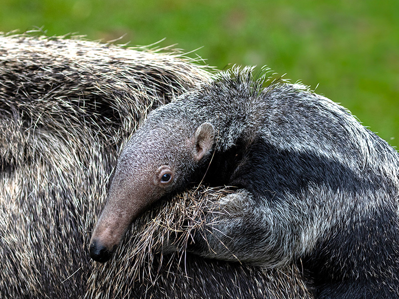 Cotswold Wildlife Park welcomes a tiny giant ahead of World Anteater Day