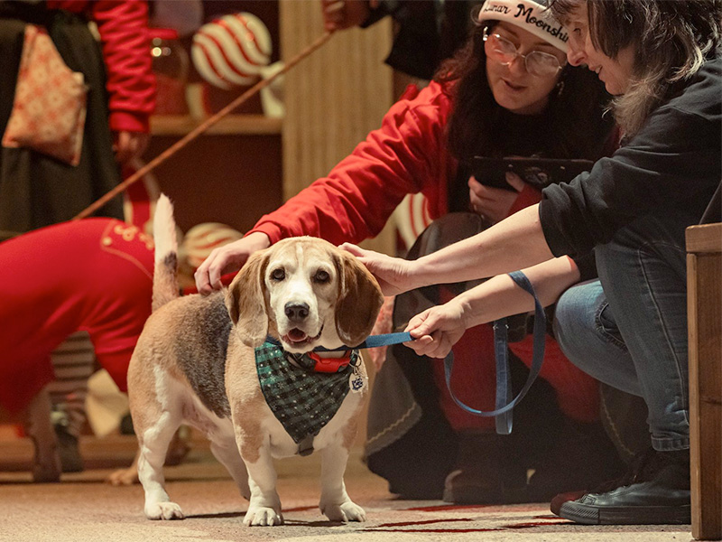 Blue Peter Dog Visits Winter Glow Santa Paws