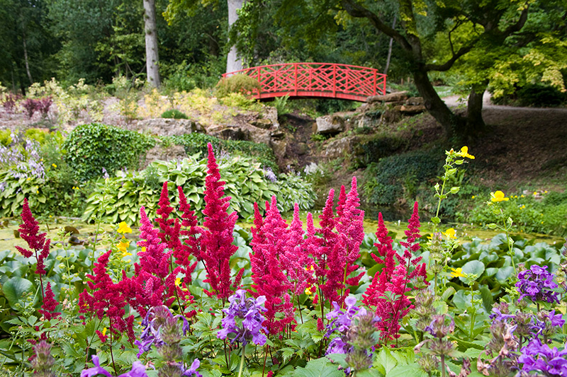 Batsford Arboretum astilbies