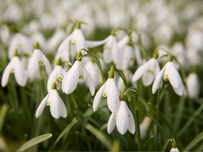 Batsford Snowdrops Cotswolds