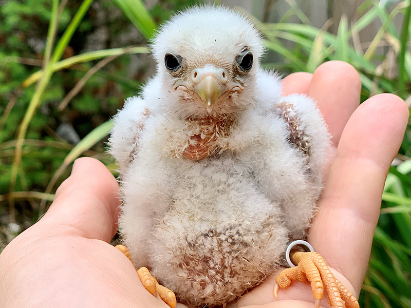 Breeding Season Takes Flight at Cotswold Falconry Centre