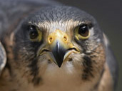 International Centre for Birds of Prey