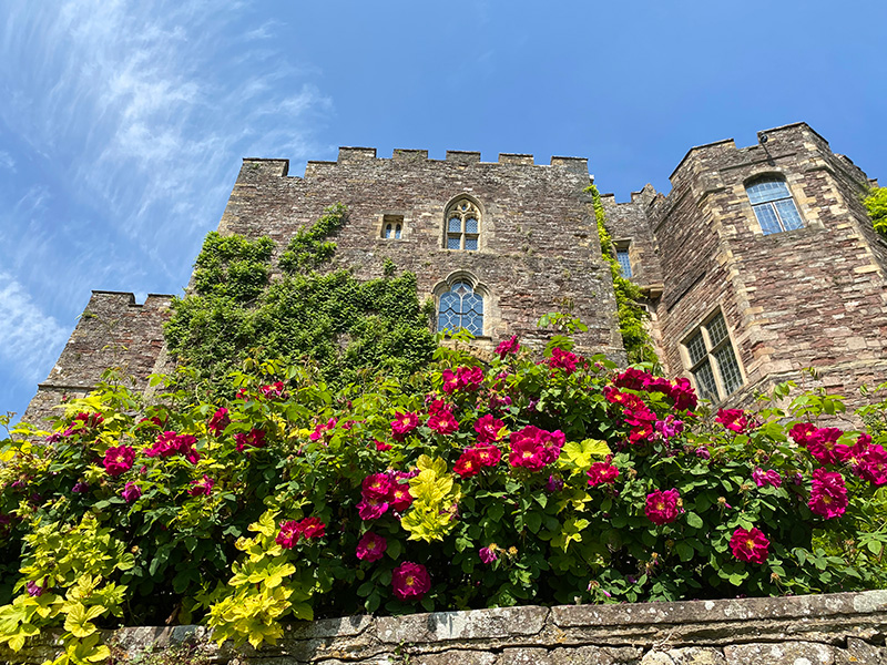 Berkeley Castle roses