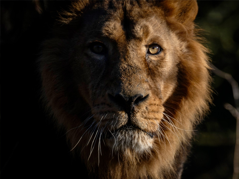 Cotswold Wildlife Park Rana the Lion